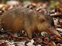 Solenodon image