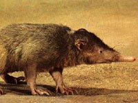 Solenodon picture