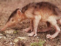 Solenodon photo