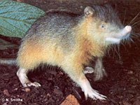 Solenodon image