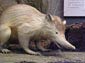 Solenodon wallpaper