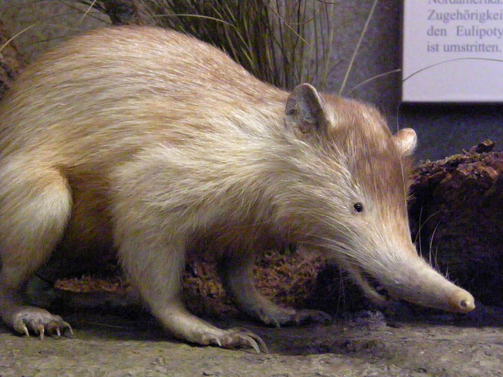 free Solenodon wallpaper wallpapers download