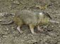 Solenodon wallpaper