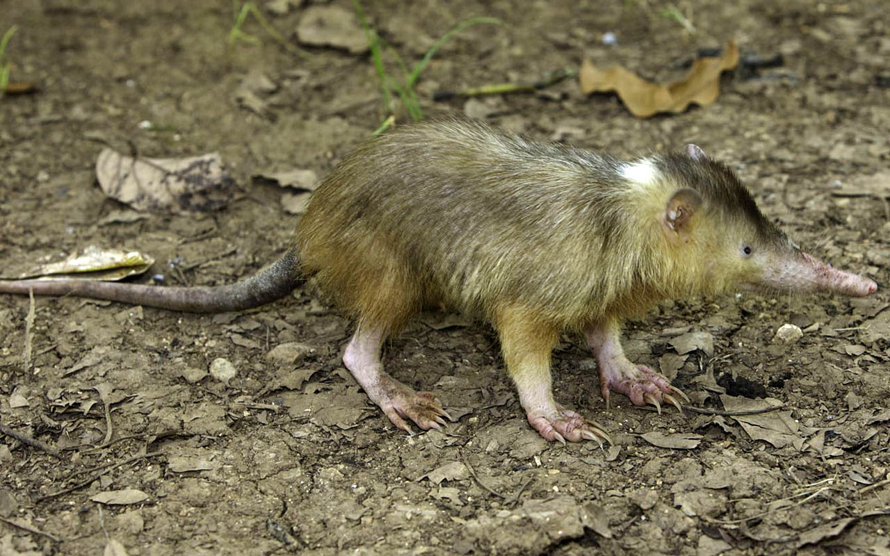 free Solenodon wallpaper wallpapers download