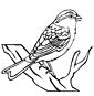 Sparrow coloring page