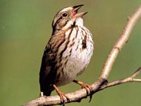 Sparrow image