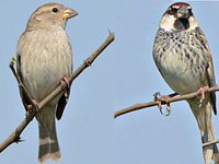 Male anf female sparrow on a branch