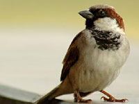 Sparrow picture
