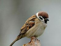 Sparrow image