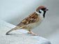 sparrow wallpaper