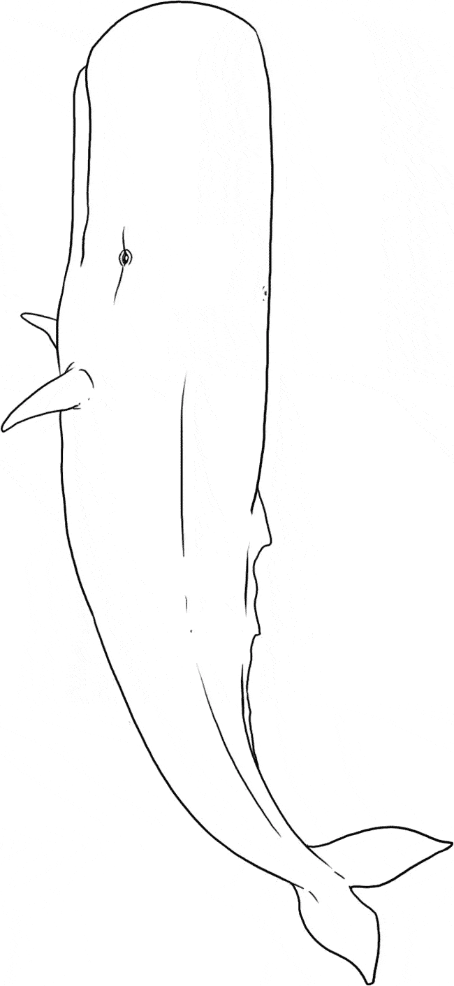 Sperm Whale coloring page - Animals Town - animals color sheet - Sperm