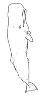 Sperm Whale coloring page