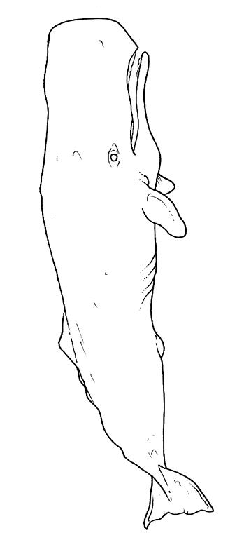 free Sperm Whale coloring page