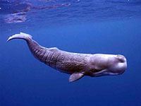 Sperm Whale image