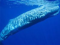 Sperm Whale image