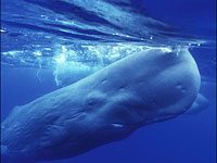 Why do sperm whales eat squid