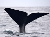 Sperm Whale tail