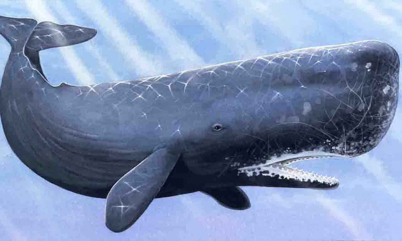 free Sperm Whale wallpaper wallpapers download