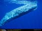 Sperm Whale wallpaper