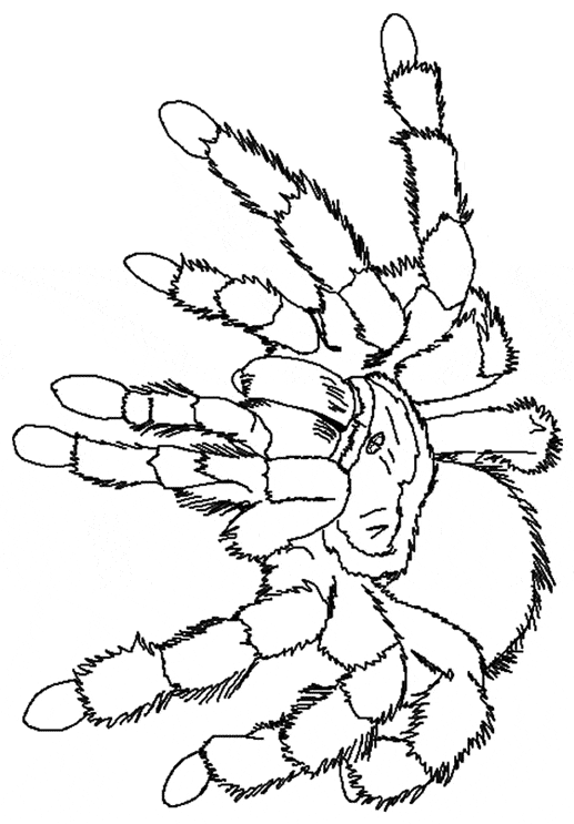 free Spider coloring page