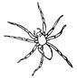 spider coloring sheet