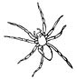 Spider coloring page