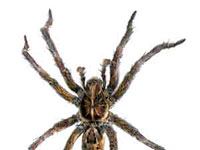 Spider image