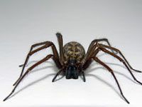 Spider image