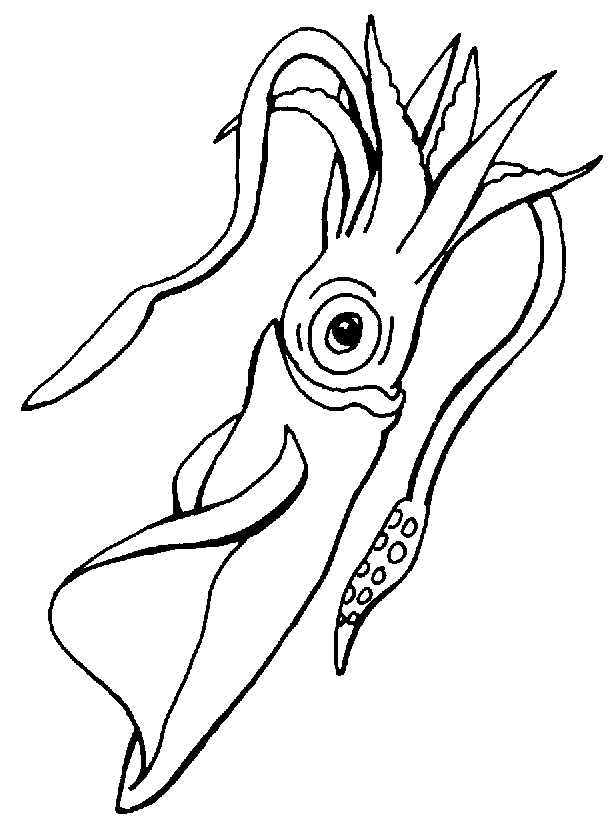 free Squid coloring page