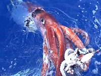 Squid picture