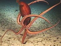 Squid picture
