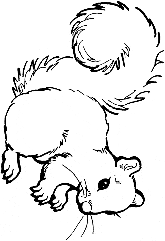 free Squirrel coloring page