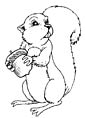 Squirrel coloring page