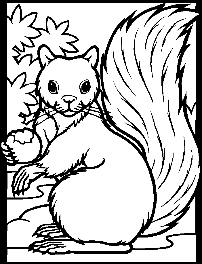 free Squirrel coloring page
