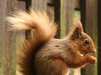 Squirrel image