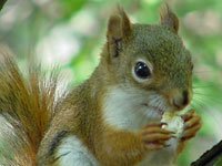 Squirrel image