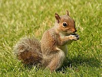 Squirrel photo