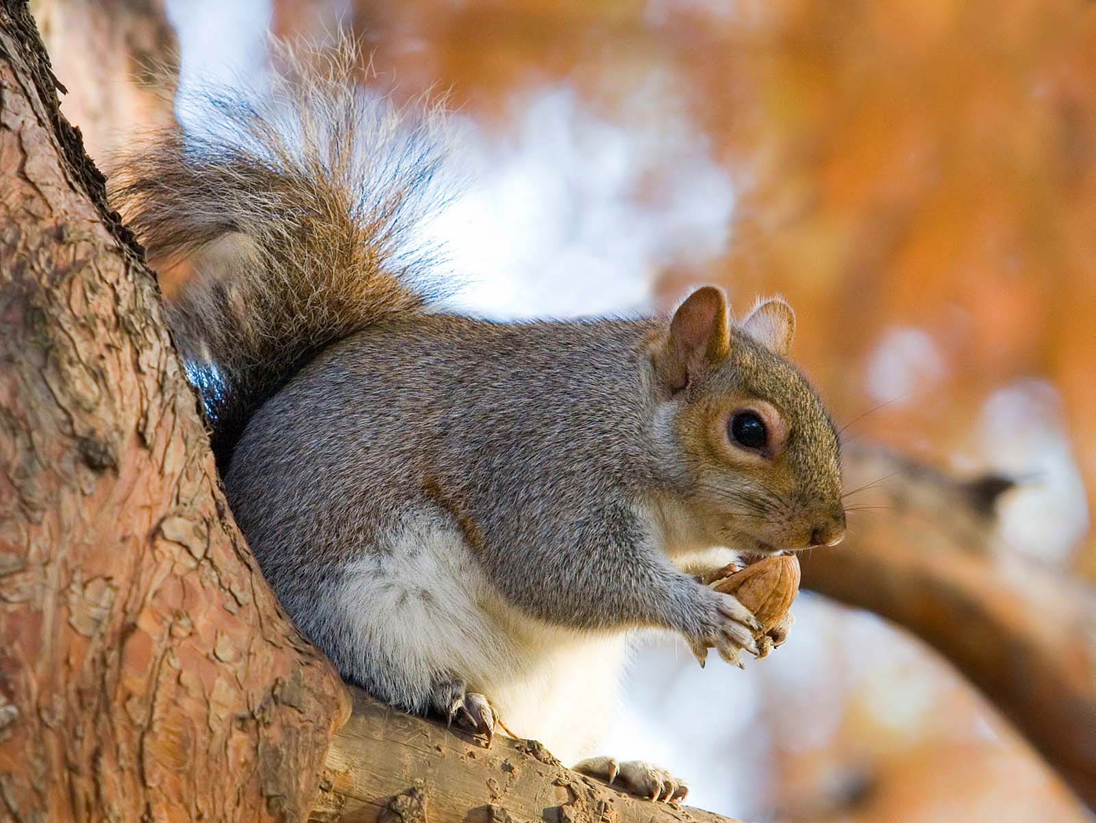 free Squirrel wallpaper wallpapers download