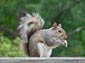 squirrel wallpapers