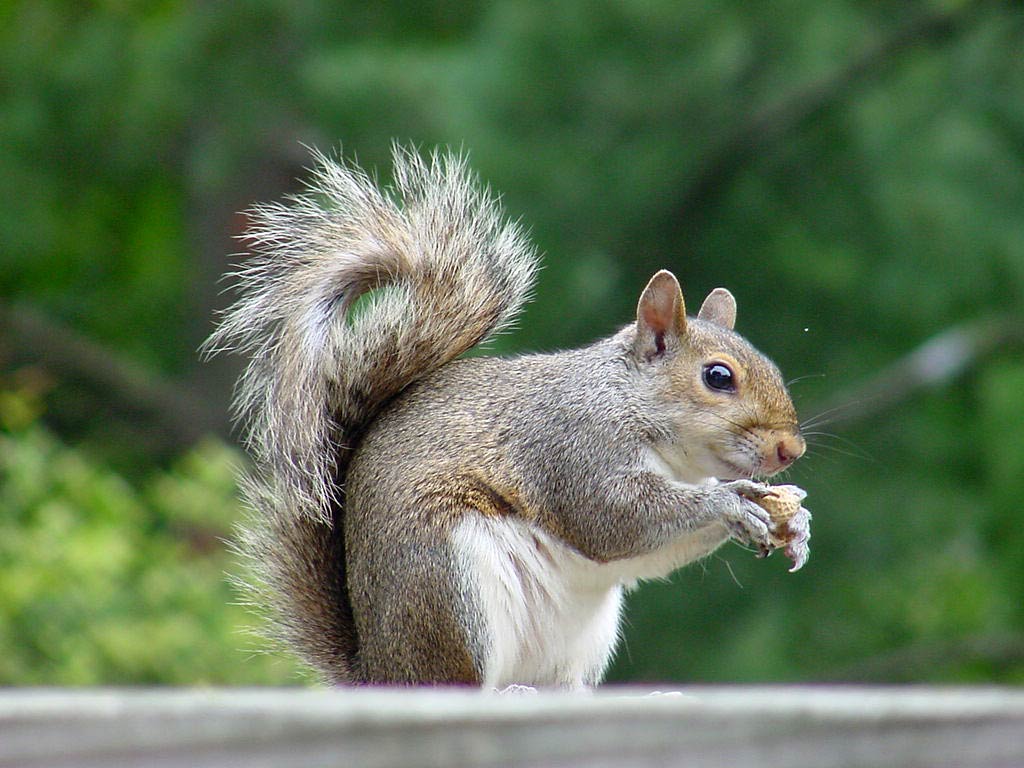 free Squirrel wallpaper wallpapers and background