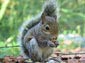 squirrel desktop wallpaper