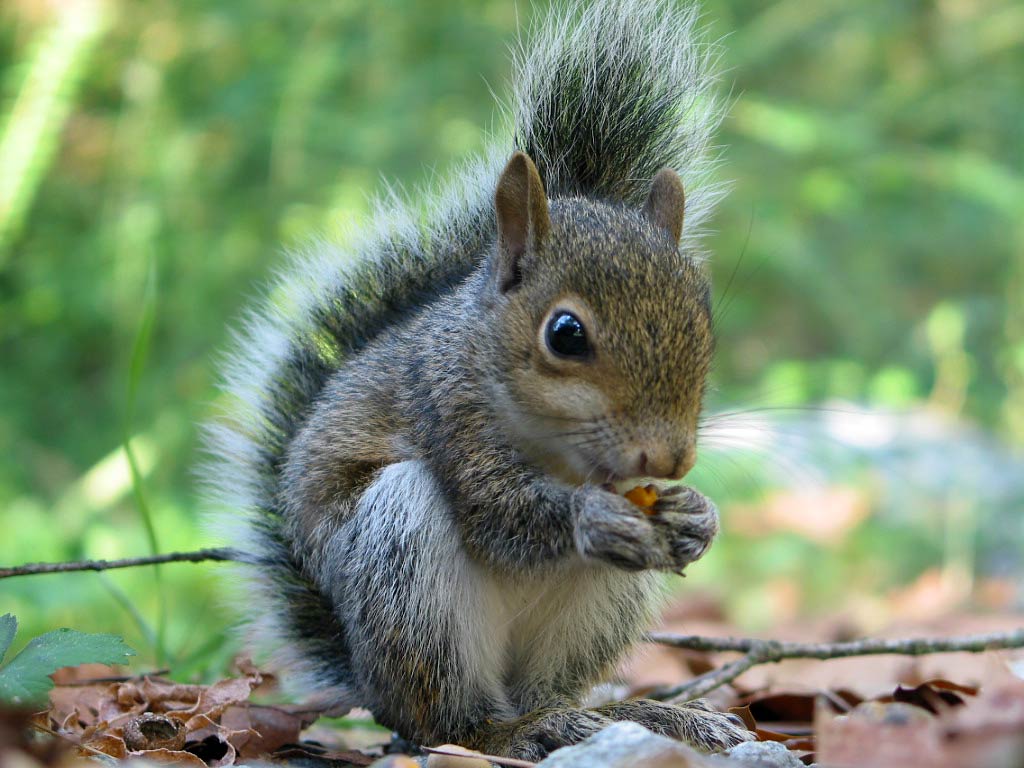 free Squirrel wallpaper wallpapers download