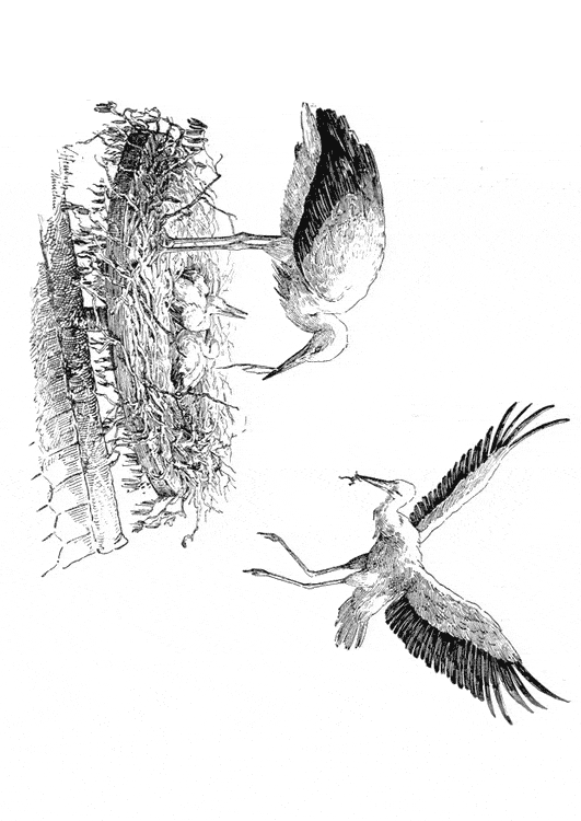 free Stork coloring page