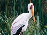 Stork image