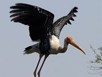 Stork image