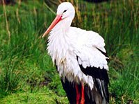 Stork image