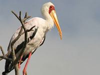 Stork