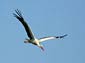 free stork wallpaper