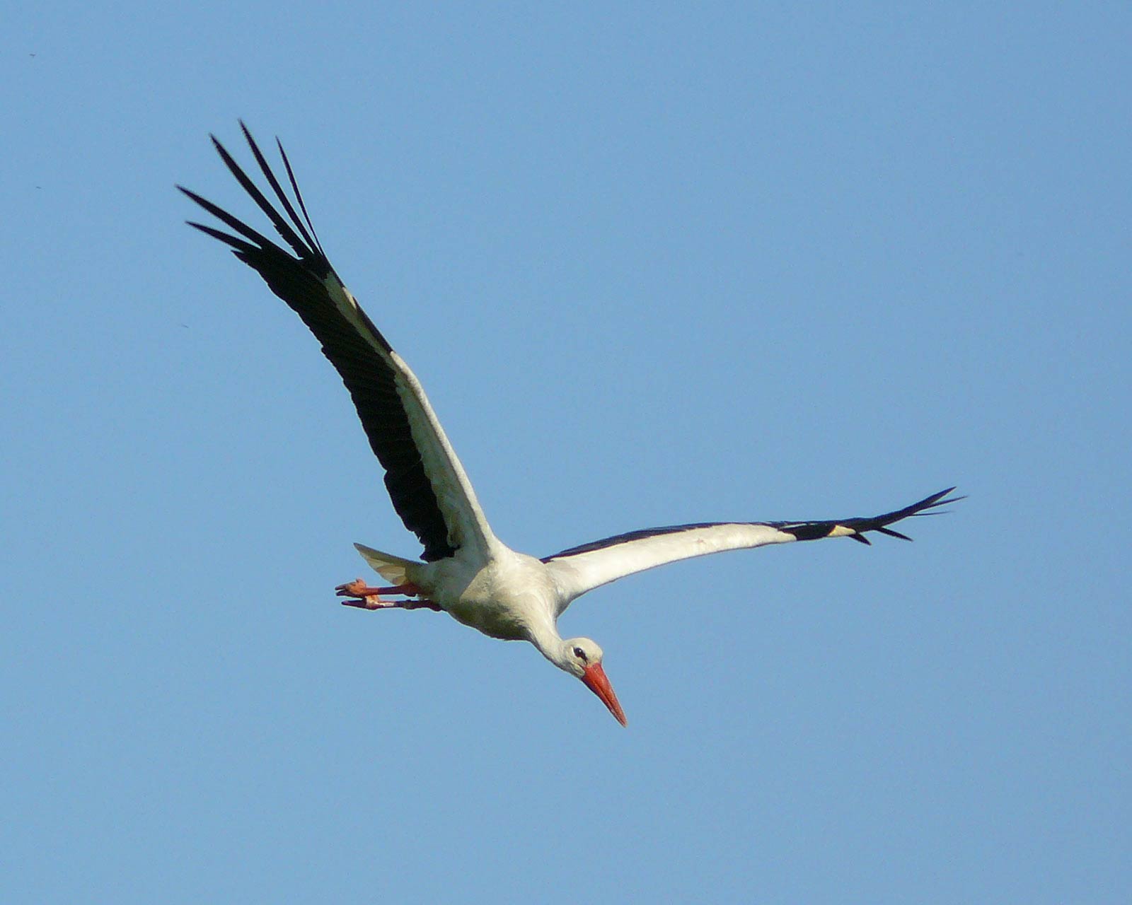 free Stork wallpaper wallpapers download