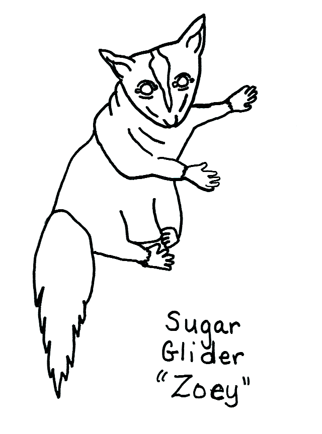 free Sugar Glider coloring page